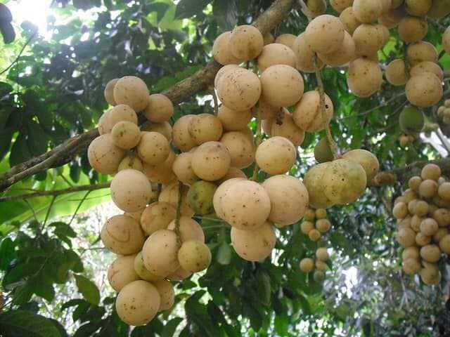 Cây giống dâu da xanh trái tròn