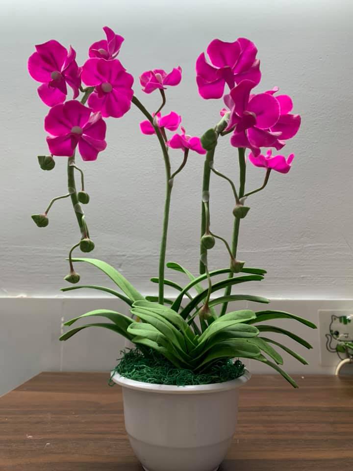 [HCM]Chậu hoa lan Vanda đất sét size trung