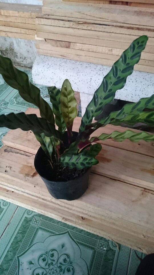 Cây cảnh mini - Cây Đuôi Phụng