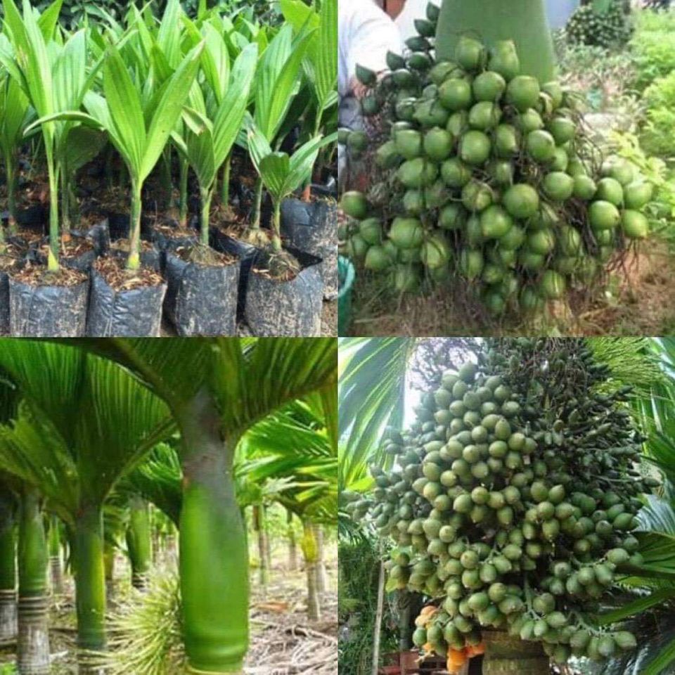Cây giống cau lùn