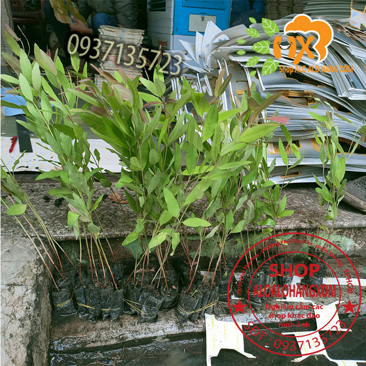 combo 50 cây bạch đàn cao sản cây giống