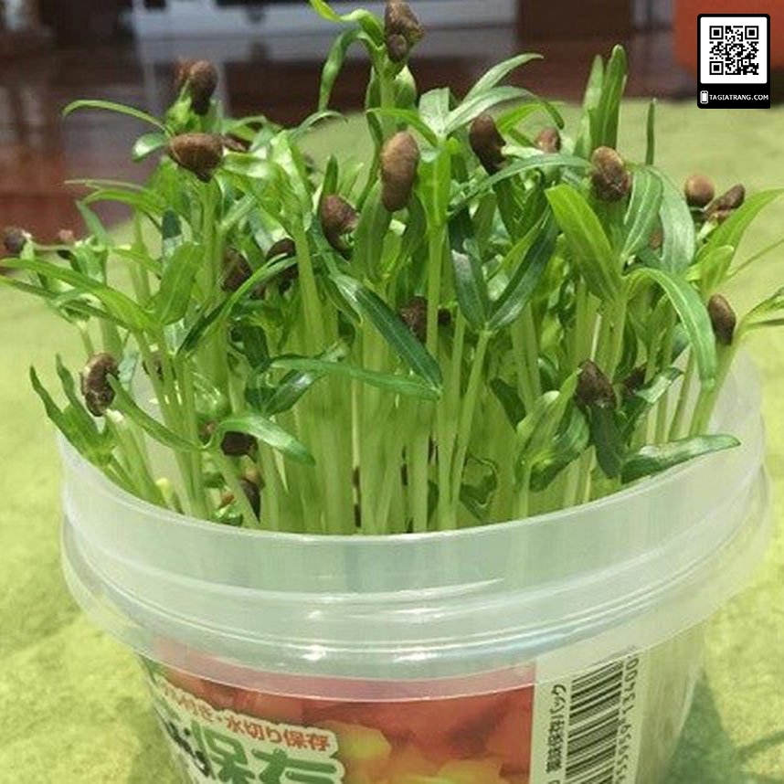 Hạt giống rau mầm rau muống, có vị ngọt mát và rất giòn, nhiều dinh dưỡng