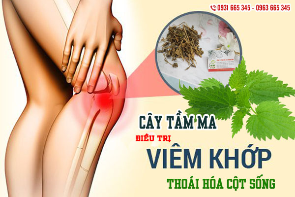 Cây Tầm Ma 1KG Khô - Thảo Dược Thanh Bình