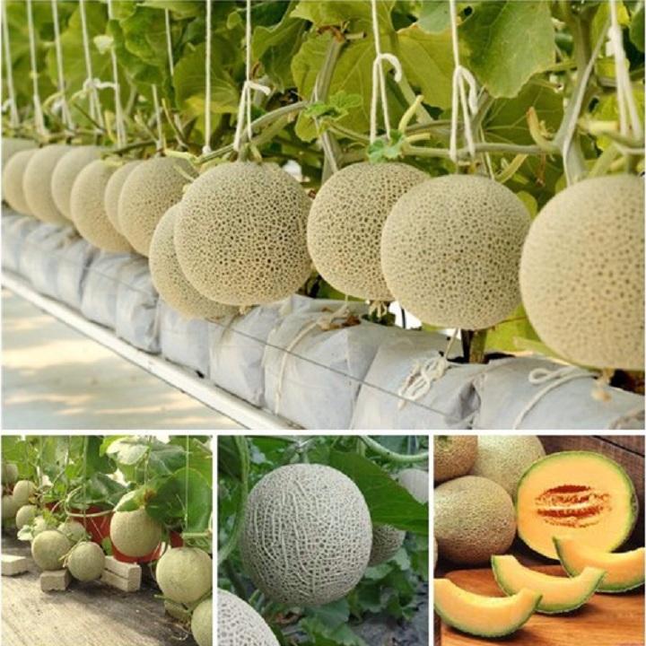 Hạt giống Dưa lưới vàng F1- 1gr