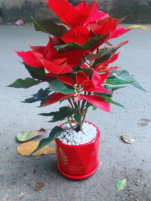 Chậu Cây Trạng Nguyên