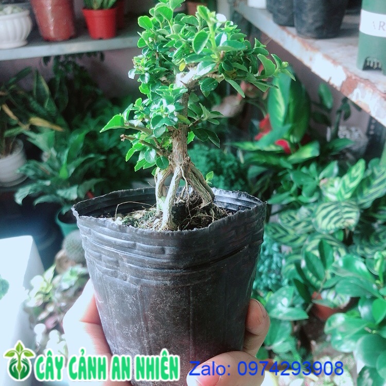 [HCM]Sam Hương Bonsai