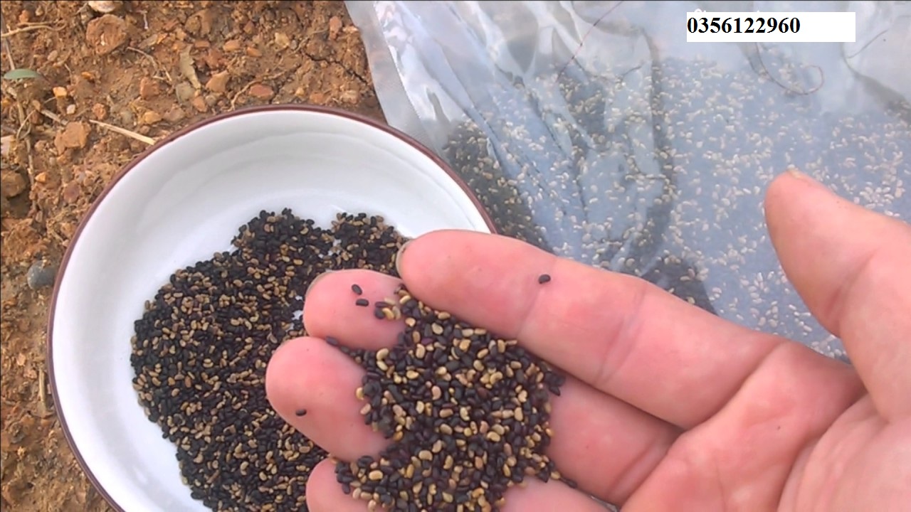 Hạt Giống Cỏ Đậu Stylo -  cỏ chăn nuôi 100gram .