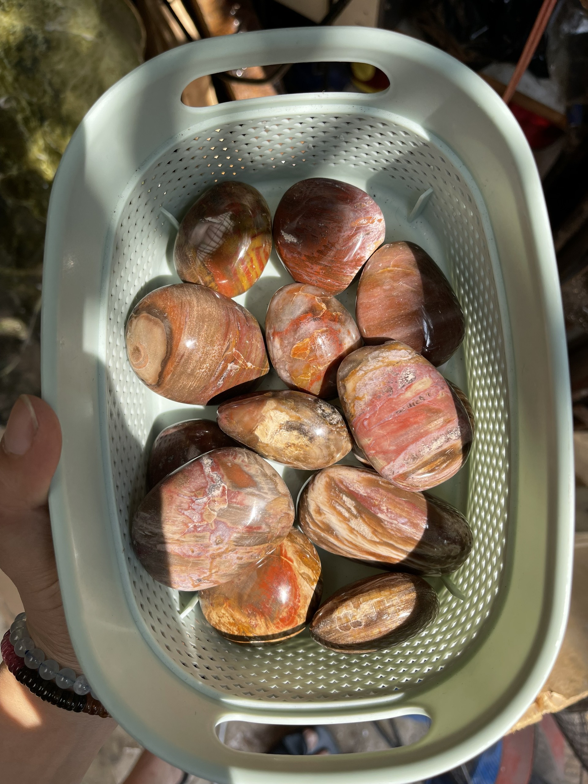 Palm gỗ hóa thạch – petrified wood palm | đá thanh tẩy, tarot, sưu tầm | cada decor