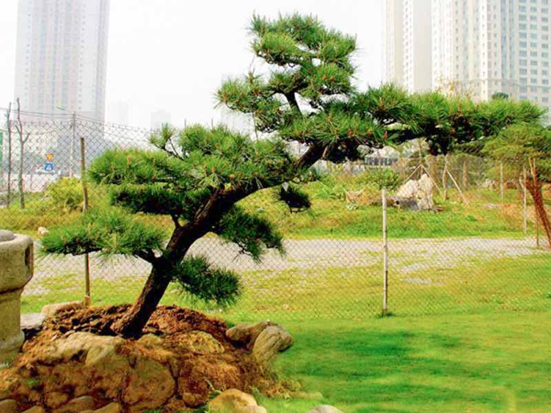 Hạt giống cây thông đen (10 hạt /gói)