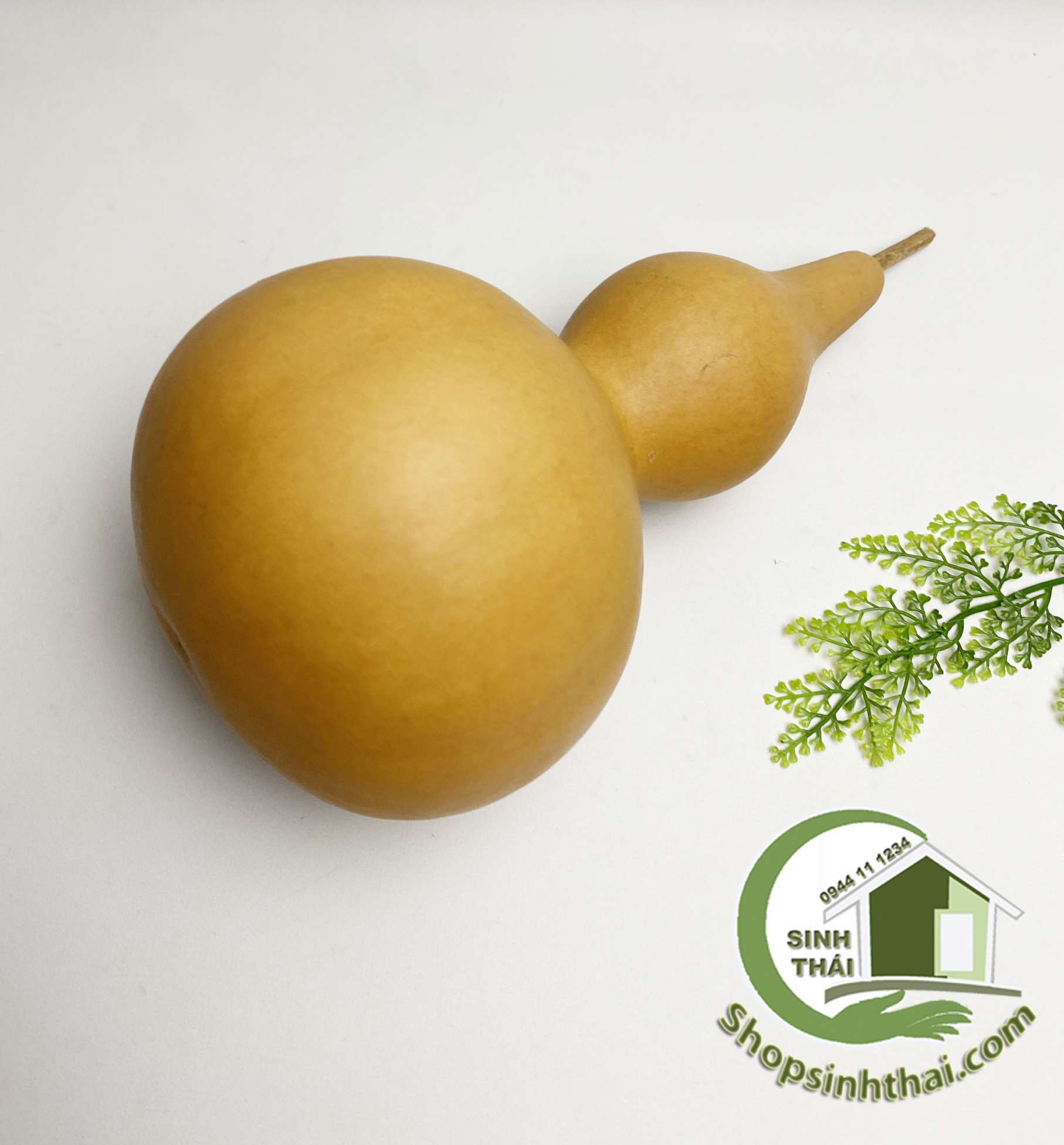 Trái bầu hồ lô - quả bầu khô