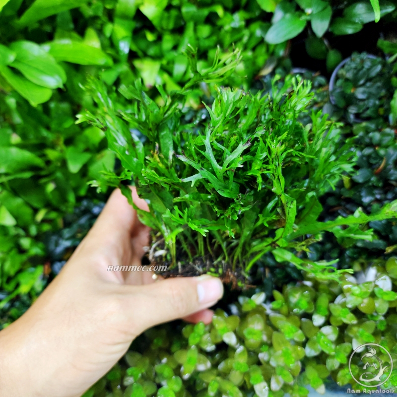 Dương xỉ thuỷ sinh xanh đẹp - dễ chơi dễ chăm | dương xỉ trident | java | mỹ nhân | lá hẹp | lá kim | lá ổi | châu phi