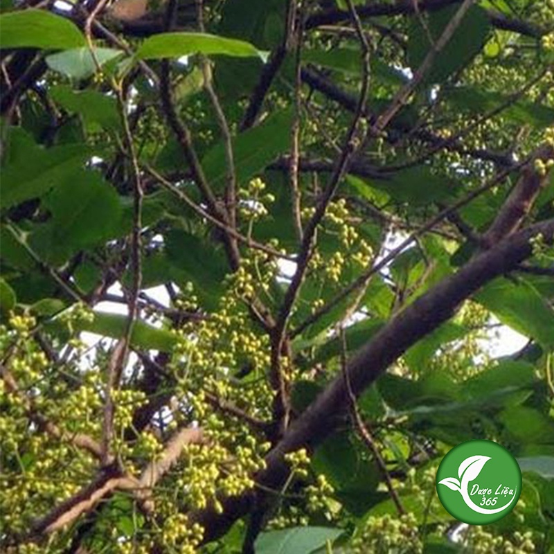 Nụ vối khô [GÓI 500G] Loại thượng hạng