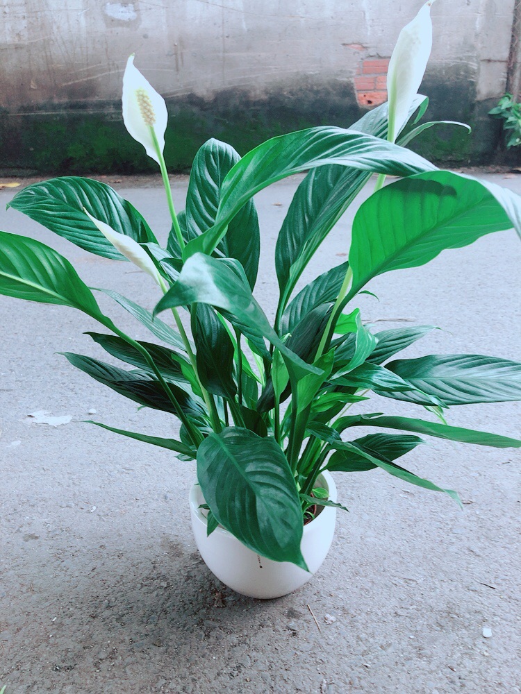 Cây Lan Ý Kèm Chậu Sứ Trắng