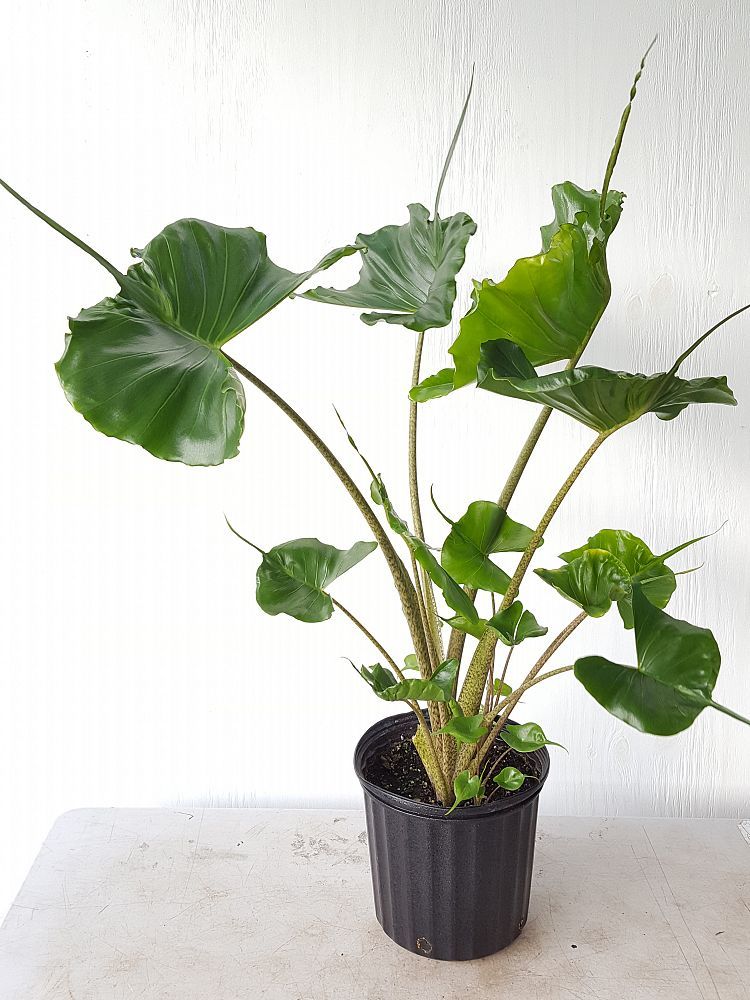 Cây môn cá đuối - Alocasia Stingray - Cây cảnh mini