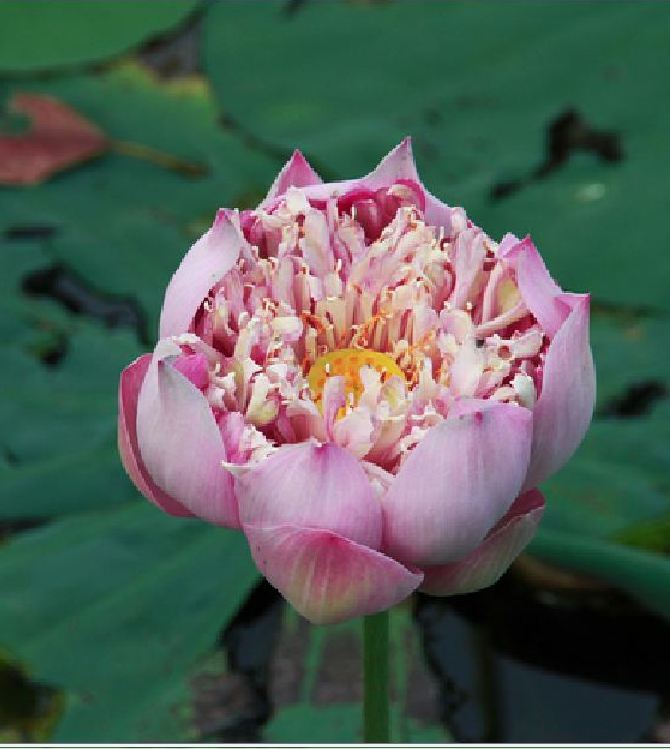 Purple White Lotus Seeds (Pack of 5 Seeds)
