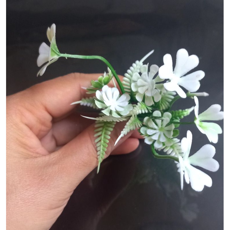 100g cỏ điểm