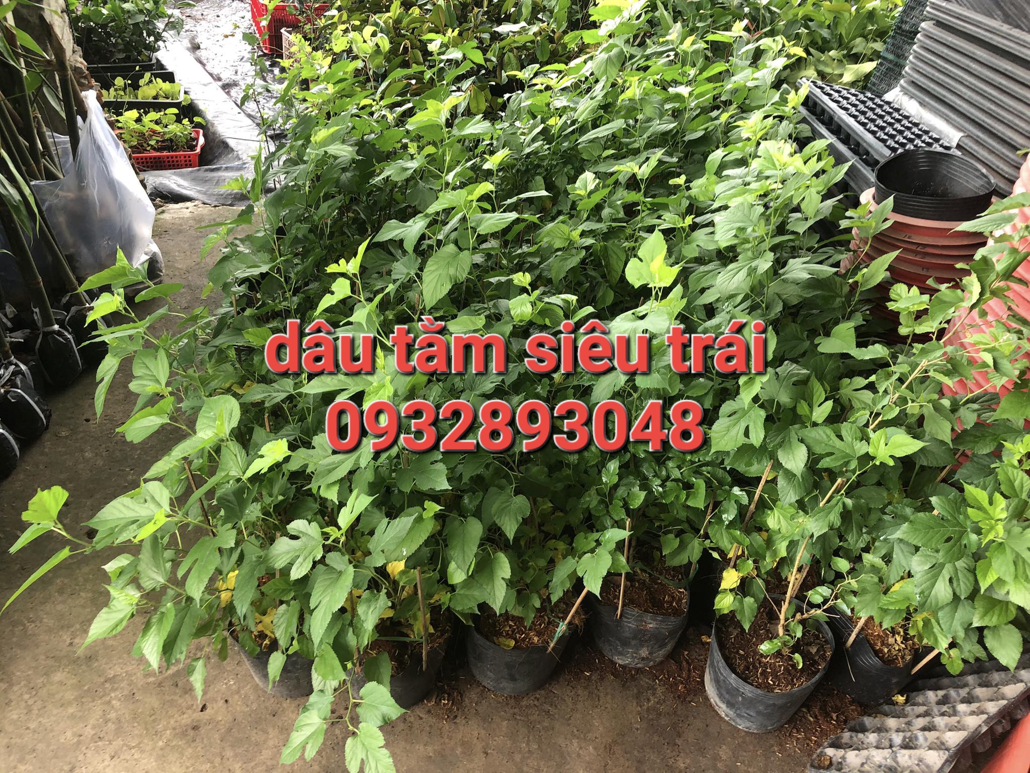Cây dâu tằm siêu trái