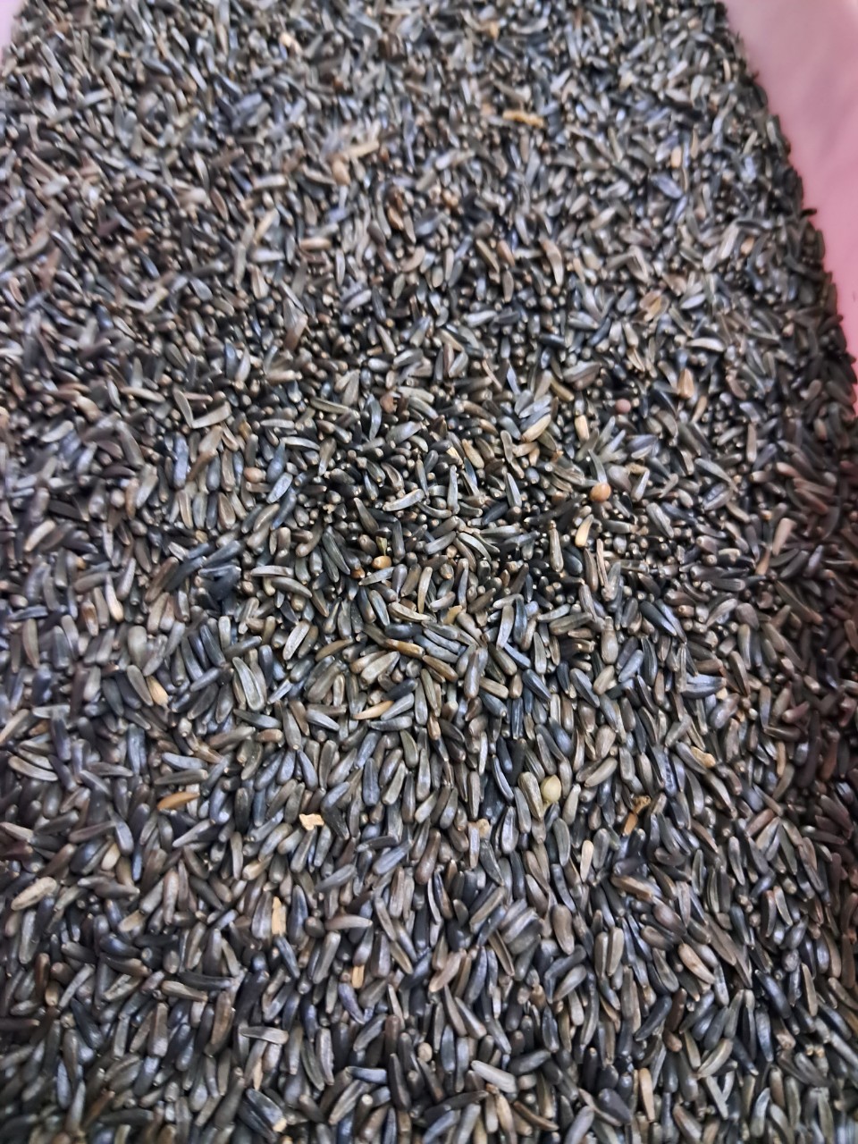 Hạt niger kích cồ chim sinh sản