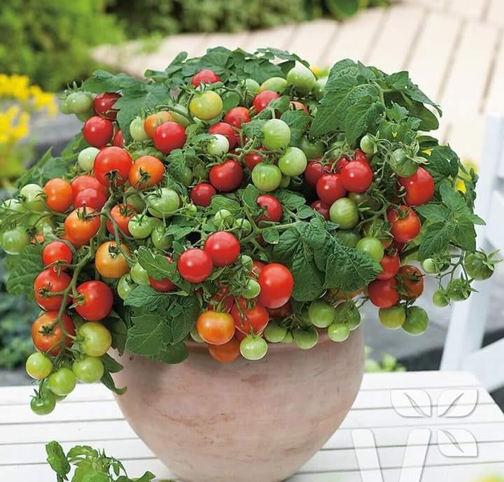 Hạt giống cà chua bi lùn đỏ 30 hạt/gói- ( TẶNG gói kích thích hỗ trợ hạt nảy mầm)