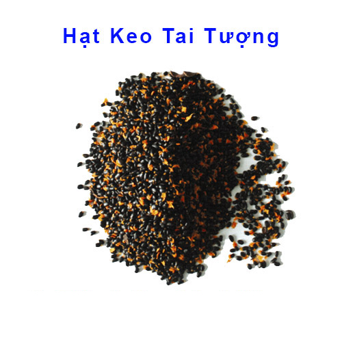 [HCM]200 Gram Hạt Giống Keo Tai Tượng