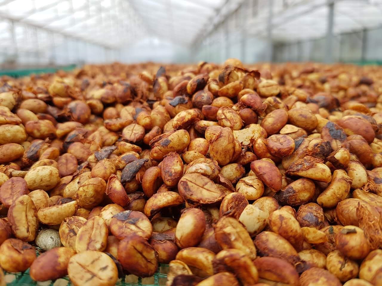 Cà phê Arabica Khe Sanh rang mộc 100%