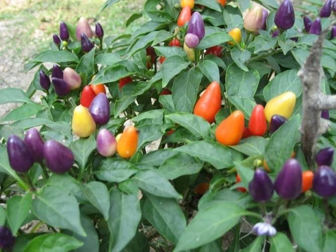 [HCM]Hạt giống ớt bi 7 màu