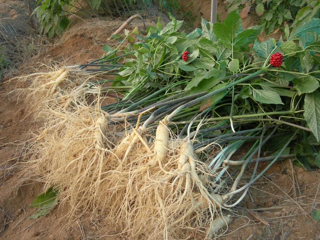Hạt Giống Nhân Sâm Mỹ