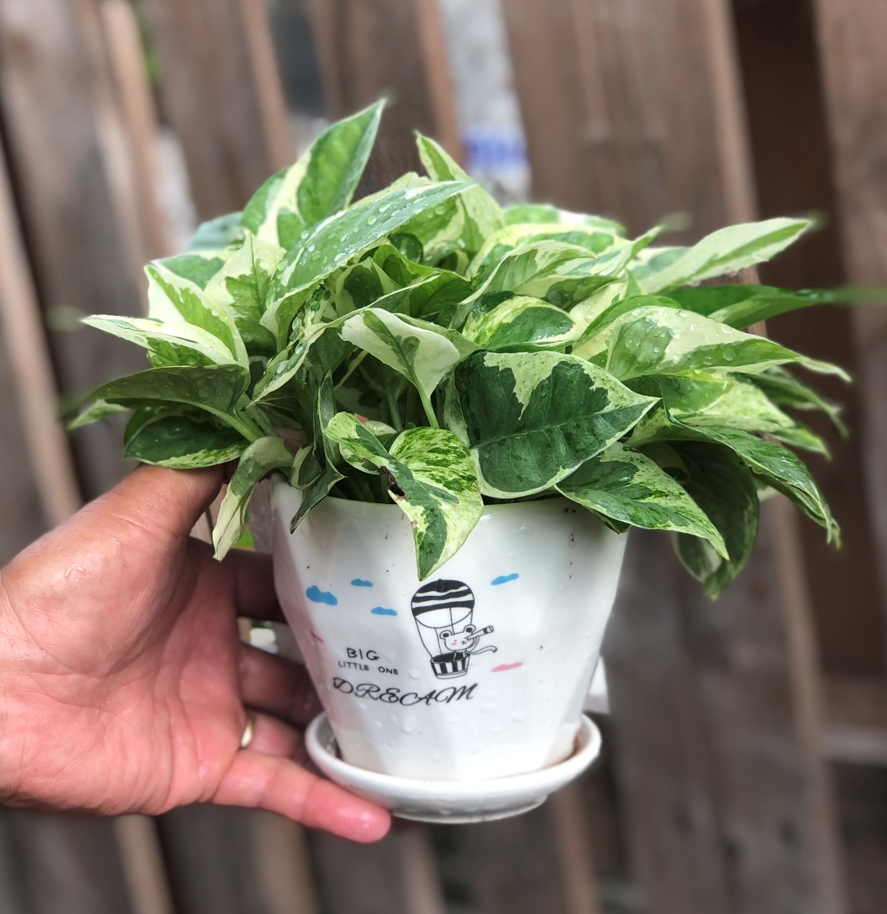 Chậu sứ cây trầu bà Cẩm Thạch