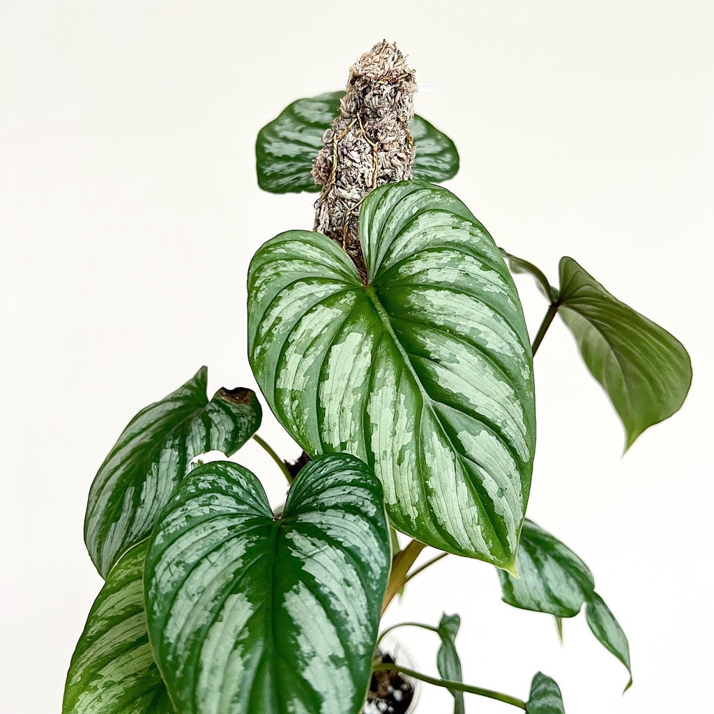 (RẺ  SÀN) Philodendron Mamei Silver Cloud