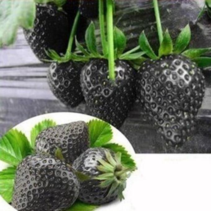 Hạt giống Dâu tây đen
