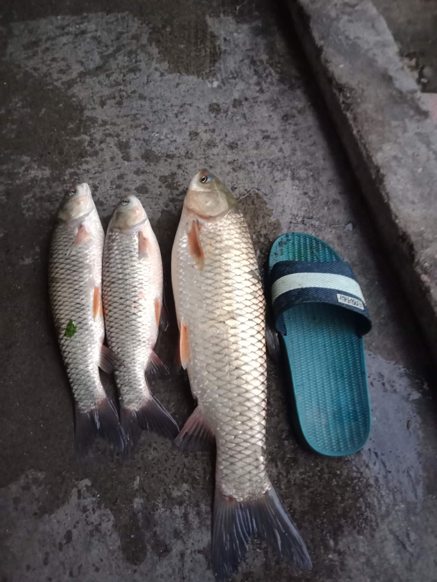 Cám cá 20% độ đạm