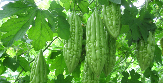 Hạt giống mướp đắng (khổ qua) 10 hạt/ gói