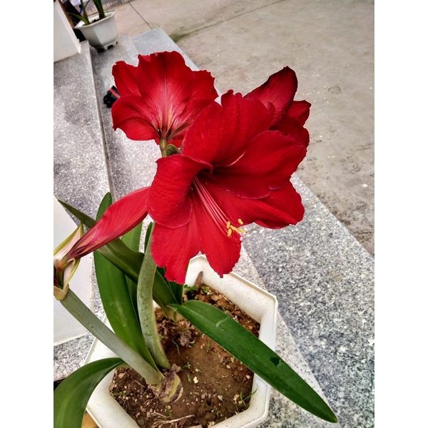 củ huệ đỏ hoa to