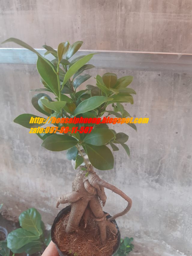 cây si nhật bonsai