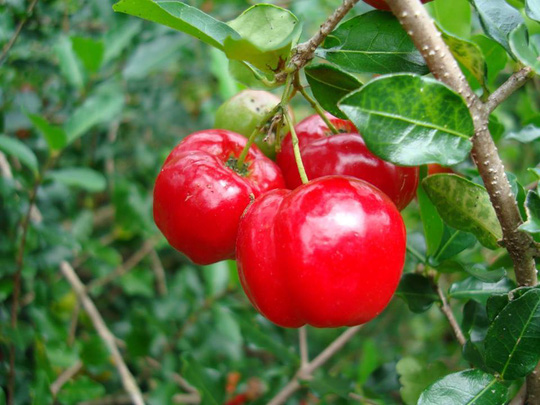 MỨC SƠ RI ĐẶC SẢN GÒ CÔNG -HỦ 350G
