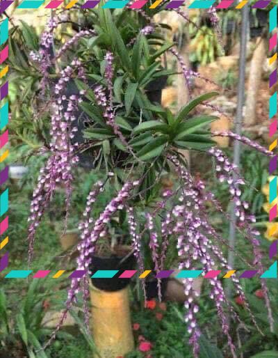 Hoa Lan quý trứng bướm hoa dài(1 bó) qq
