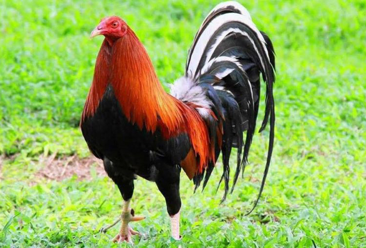 5 Trứng Gà Mỹ Cuban