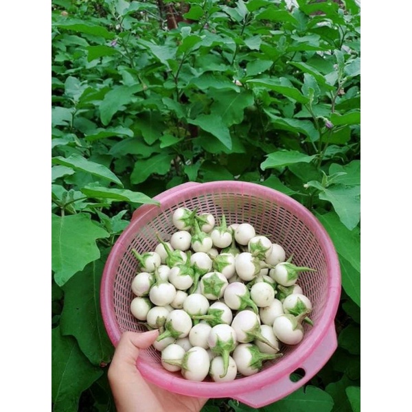 Hạt Giống Cà Pháo Trắng HN gói 0,5g