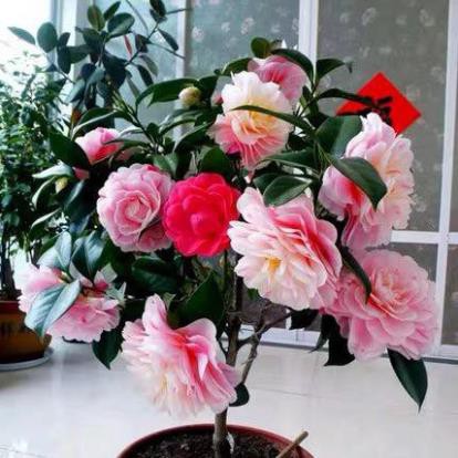 cây giống HOA TRÀ MY tứ quý