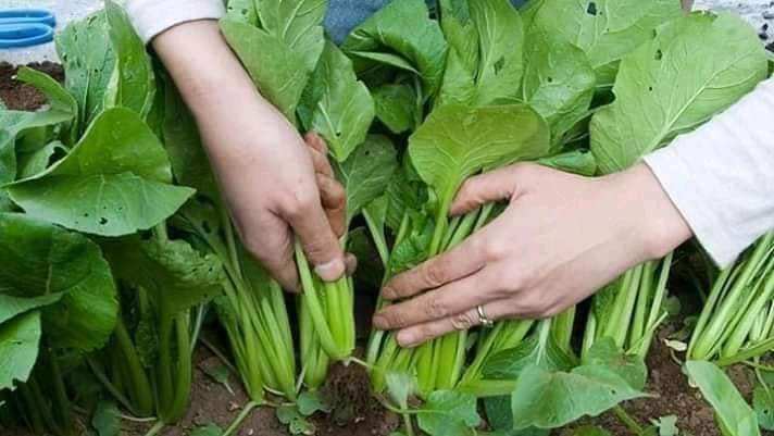 5gr HẠT GIỐNG RAU CẢI NGỌT KHỔNG LỒ