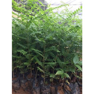 Cây giống bồ kết nếp cao 70 80cm