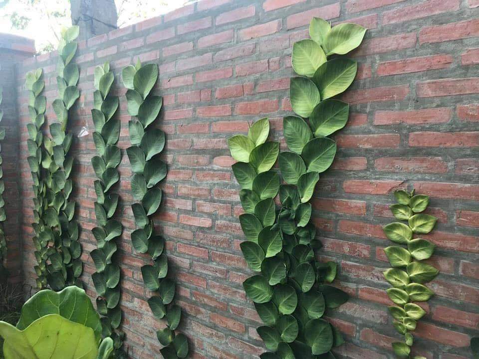 Dây Tắc Kè Thái - Leo Tường