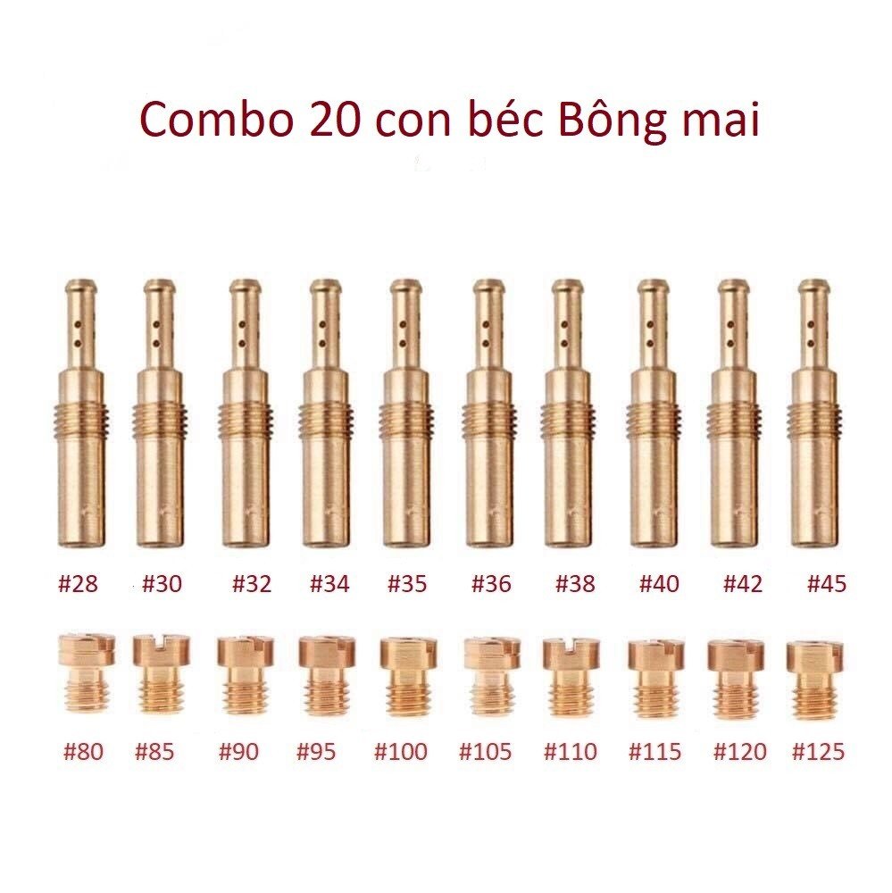 Combo A gồm 20 con : Béc Bông mai / Giclo Bông Mai ( Thông số như hình )