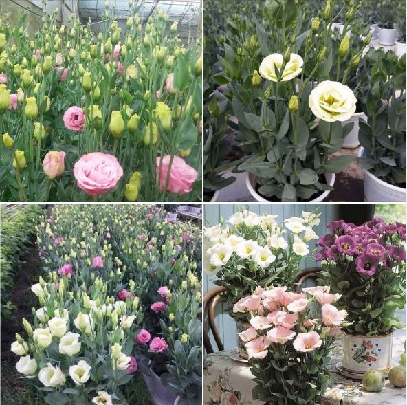 "Gói 5 "Hạt giống hoa cát tường mix màu [Seeds]