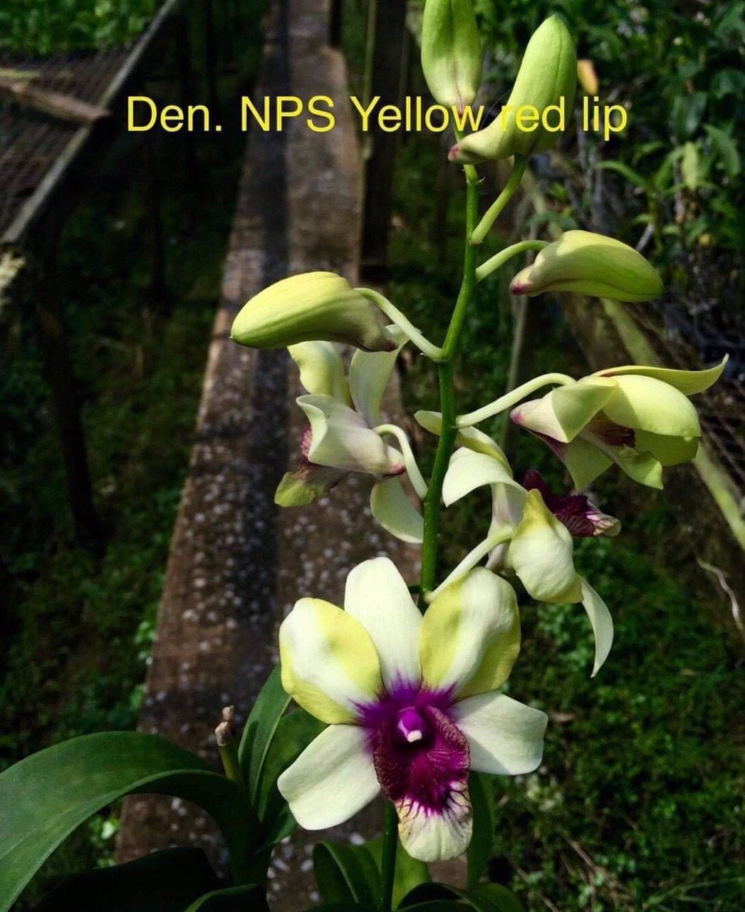 Denro Mắt Rồng