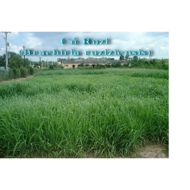 Hạt giống cỏ chăn nuôi cỏ ruzi cỏ sả, chịu giẫm đạp -100gr