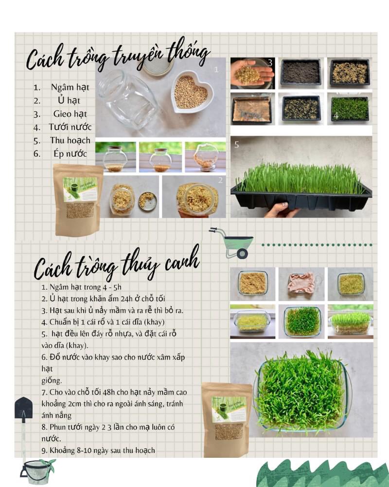 Hạt giống cỏ lúa mì Viethealthy 1kg