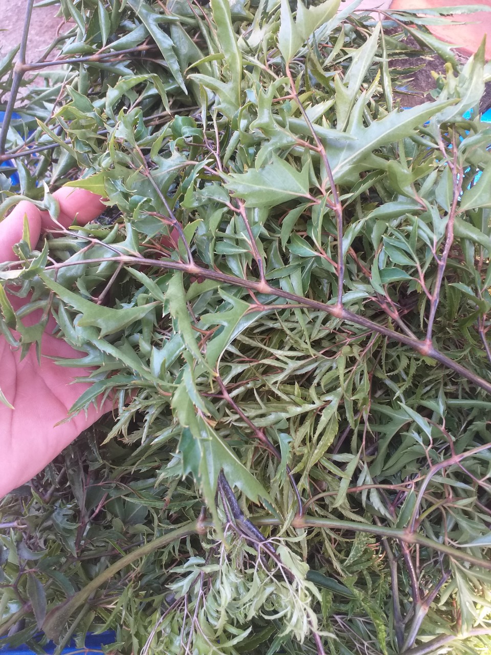 Lá đinh lăng tươi (loại lá nếp) KL: 1kg