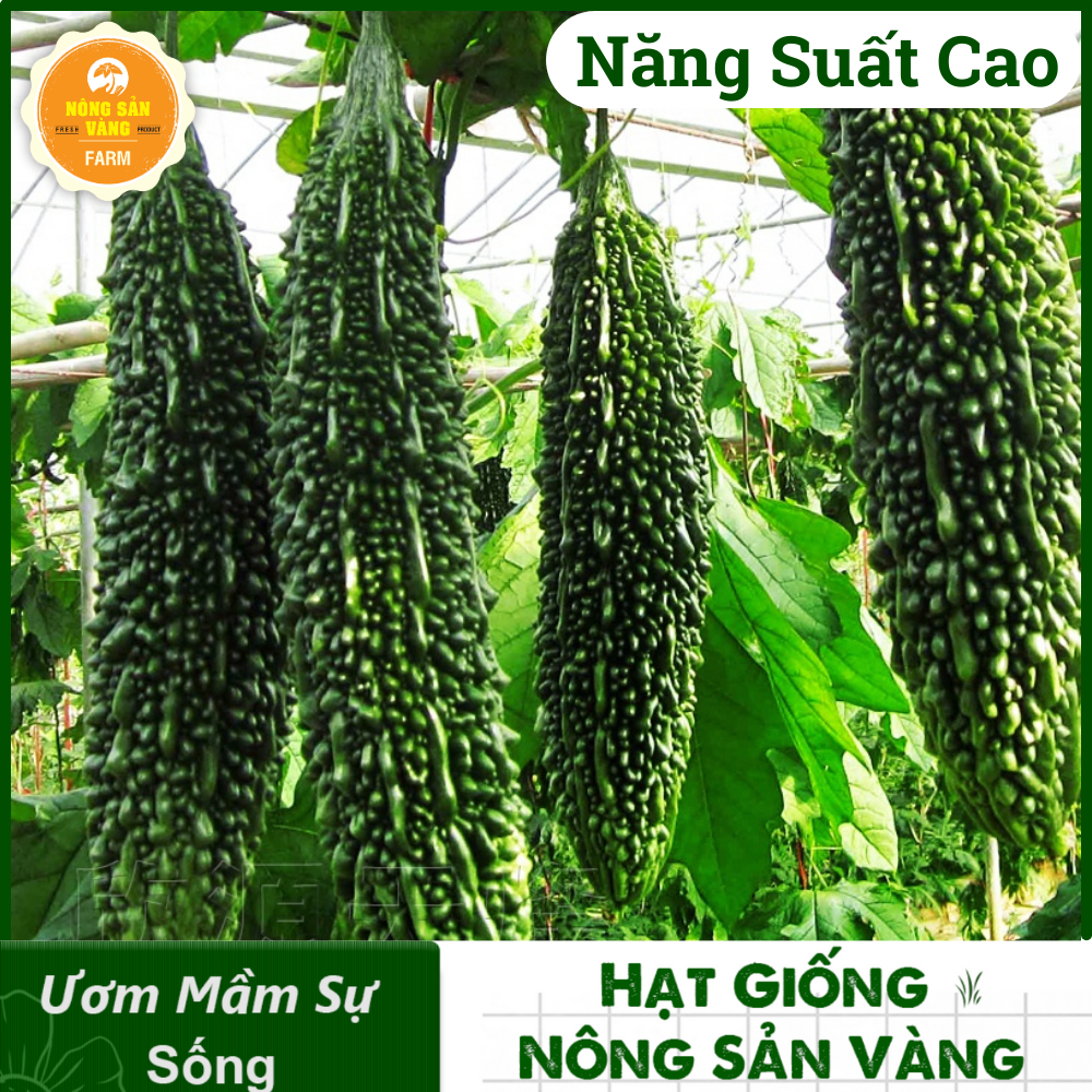 Seeds bitter melon Green , format through green hemp cultivation is all year round, high yield