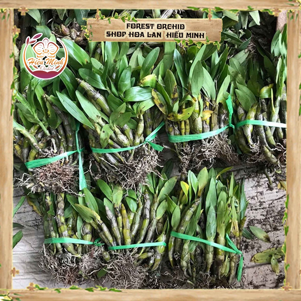 Hoa lan đột biến kim điệp xuân, phong lan rừng tây bắc, lào, cây giống giá rẻ, địa, hồ điệp đẹp